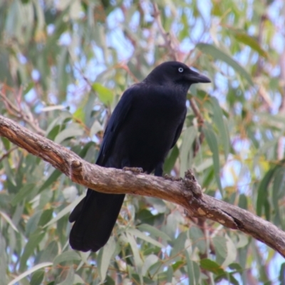 Corvus orru (Torresian Crow) at Kingaroy, QLD - 25 Jun 2024 by MB