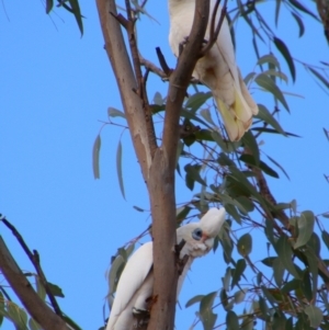 Cacatua sanguinea at Kingaroy, QLD - 25 Jun 2024 01:31 PM