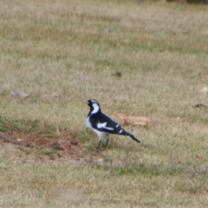 Grallina cyanoleuca at Kingaroy, QLD - 25 Jun 2024 01:30 PM