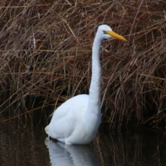 Ardea alba (Great Egret) at Kingaroy, QLD - 25 Jun 2024 by MB