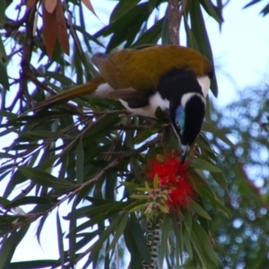 Entomyzon cyanotis at Kingaroy, QLD - 25 Jun 2024