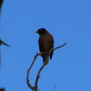 Acridotheres tristis at Kingaroy, QLD - 25 Jun 2024