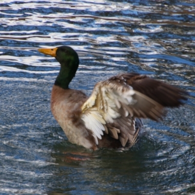 Anas platyrhynchos (Mallard (Domestic Type)) at Kingaroy, QLD - 25 Jun 2024 by MB