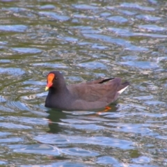 Gallinula tenebrosa (Dusky Moorhen) at Kingaroy, QLD - 25 Jun 2024 by MB