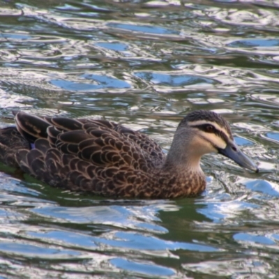 Anas superciliosa (Pacific Black Duck) at Kingaroy, QLD - 25 Jun 2024 by MB