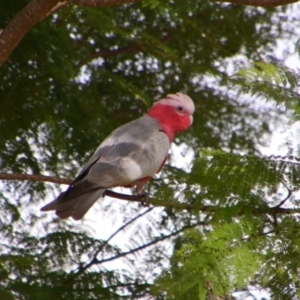 Eolophus roseicapilla at Kingaroy, QLD - 25 Jun 2024 11:59 AM