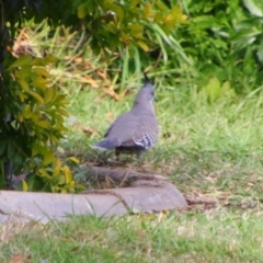 Ocyphaps lophotes (Crested Pigeon) at Kingaroy, QLD - 25 Jun 2024 by MB