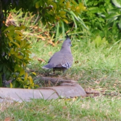 Ocyphaps lophotes (Crested Pigeon) at Kingaroy, QLD - 25 Jun 2024 by MB