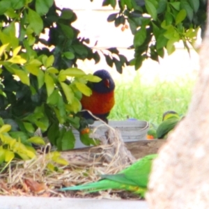 Trichoglossus moluccanus at Kingaroy, QLD - 25 Jun 2024