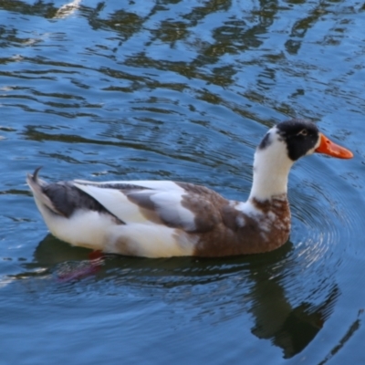 Anas platyrhynchos (Mallard (Domestic Type)) at Kingaroy, QLD - 25 Jun 2024 by MB