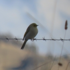 Ptilotula penicillata (White-plumed Honeyeater) at Gordon, ACT - 25 Jun 2024 by RodDeb