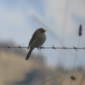 Ptilotula penicillata at Gordon, ACT - 25 Jun 2024