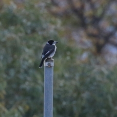 Cracticus torquatus (Grey Butcherbird) at Gordon, ACT - 25 Jun 2024 by RodDeb