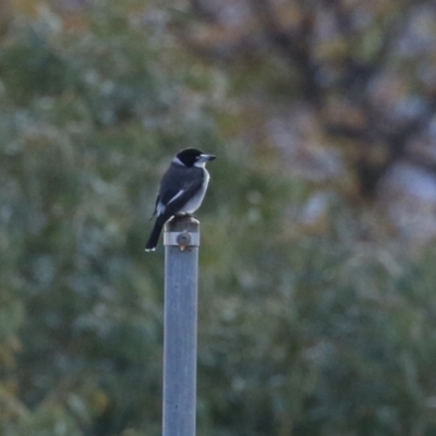 Cracticus torquatus (Grey Butcherbird) at Gordon, ACT - 25 Jun 2024 by RodDeb