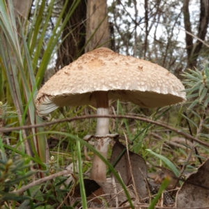 Macrolepiota clelandii at Cowra, NSW - suppressed