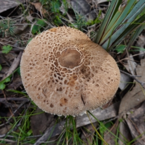 Macrolepiota clelandii at Cowra, NSW - suppressed