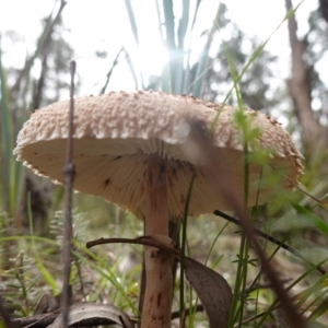 Macrolepiota clelandii at Cowra, NSW - suppressed