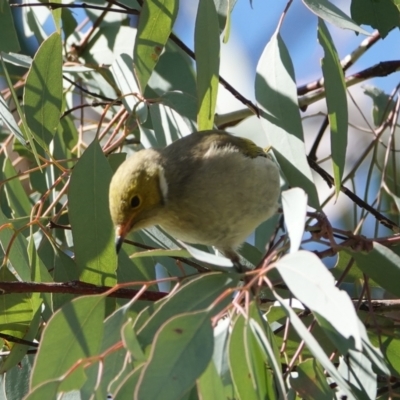 Ptilotula penicillata (White-plumed Honeyeater) at Hall, ACT - 25 Jun 2024 by Anna123