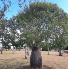 Unidentified Other Tree at Kingaroy, QLD - 25 Jun 2024 by MB