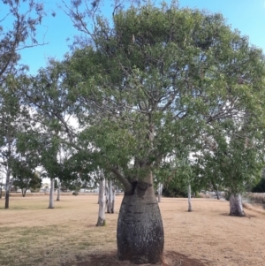 Brachychiton rupestris at Kingaroy, QLD - 25 Jun 2024 01:30 PM