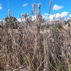 Typha sp. at Kingaroy, QLD - 25 Jun 2024 by MB