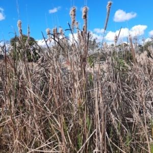 Typha orientalis at Kingaroy, QLD - 25 Jun 2024 01:23 PM