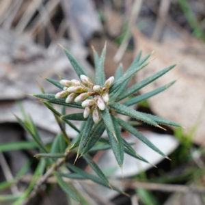 Lissanthe strigosa subsp. subulata at Cowra, NSW - suppressed