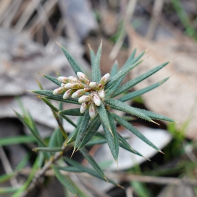 Lissanthe strigosa subsp. subulata (Peach Heath) at Cowra, NSW - 24 Jun 2024 by RobG1