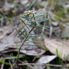 Lissanthe strigosa subsp. subulata at Cowra, NSW - suppressed