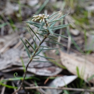 Lissanthe strigosa subsp. subulata at Cowra, NSW - suppressed