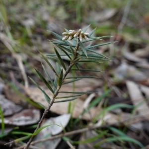 Lissanthe strigosa subsp. subulata at Cowra, NSW - suppressed