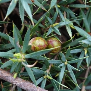 Styphelia humifusum at Cowra, NSW - suppressed