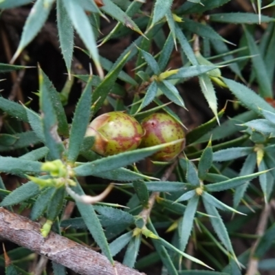 Astroloma humifusum (Cranberry Heath) at Cowra, NSW - 24 Jun 2024 by RobG1