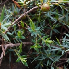 Styphelia humifusum at Cowra, NSW - 24 Jun 2024