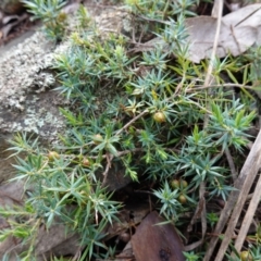 Styphelia humifusum at Cowra, NSW - suppressed