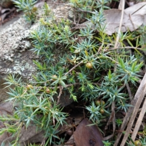 Styphelia humifusum at Cowra, NSW - suppressed