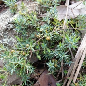 Styphelia humifusum at Cowra, NSW - suppressed