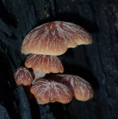 Unidentified Fungus at BA124 - 25 Jun 2024 by Bushrevival