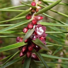 Melichrus erubescens (Ruby Urn Heath) at Cowra, NSW - 24 Jun 2024 by RobG1