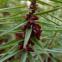 Melichrus erubescens at Cowra, NSW - 24 Jun 2024