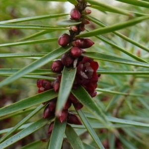 Melichrus erubescens at Cowra, NSW - 24 Jun 2024