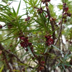 Melichrus erubescens at Cowra, NSW - suppressed