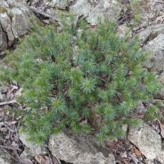 Melichrus erubescens at Cowra, NSW - 24 Jun 2024