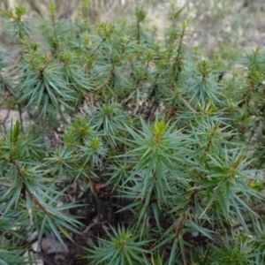 Melichrus erubescens at Cowra, NSW - suppressed