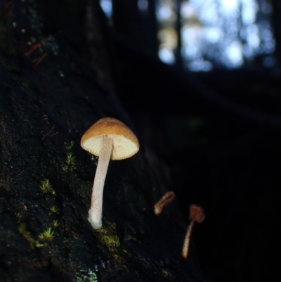 Gymnopilus sp. at Dampier State Forest - 25 Jun 2024 by Bushrevival