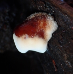 Unverified Fungus at BA124 - 25 Jun 2024 by Bushrevival