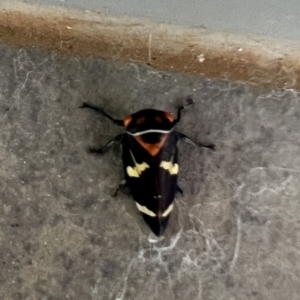 Eurymeloides pulchra at Reid, ACT - 7 Apr 2024