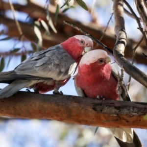 Eolophus roseicapilla at Kambah, ACT - 29 Aug 2018 01:28 PM