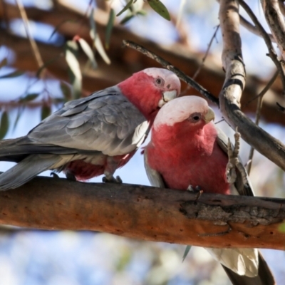 Eolophus roseicapilla (Galah) at Kambah, ACT - 29 Aug 2018 by AlisonMilton