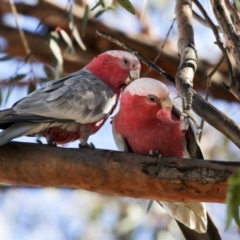 Eolophus roseicapilla at Kambah, ACT - 29 Aug 2018